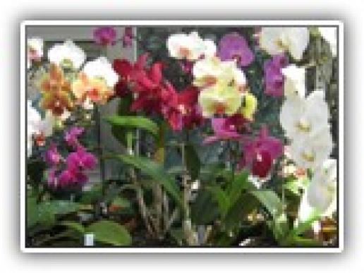 multicolororchids