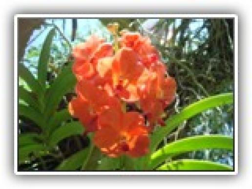 orangeorchids