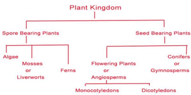 Classification based on reproduction mechanism (source:plantspages.com)