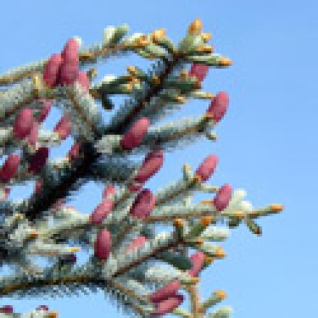 Conifers have cones as reproductive structures. (source:plantspages.com)