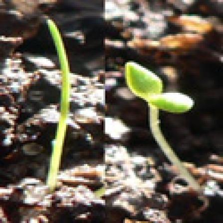 Flowering plants are two types such as monocotyledons and dicotyledons (source:plantspages.com)