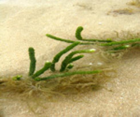 The simplest plants - Algae (source:plantspages.com)