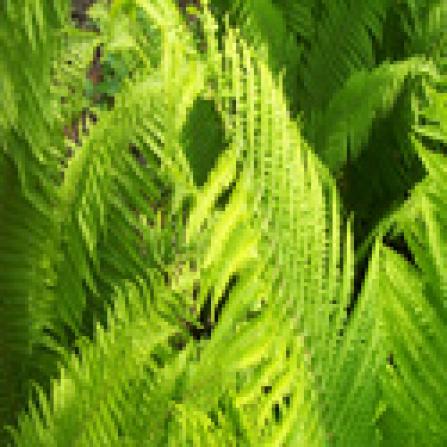 Ferns are superior among sporebearing plants (source:plantspages.com)