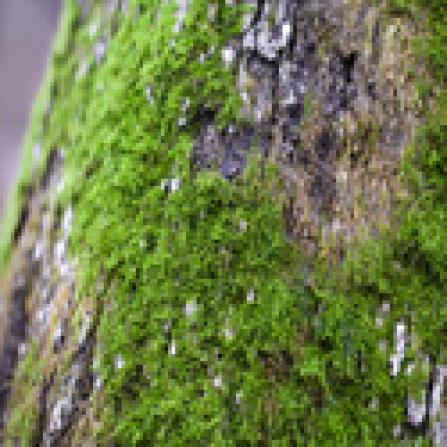 Mosses living on rocks, wet lands and on other plants. (source-plantpages.com)