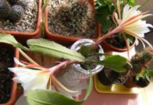 Cactus flower in pots