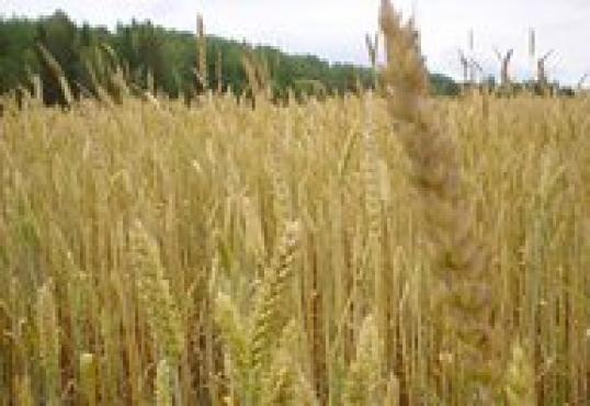 Wheat seed