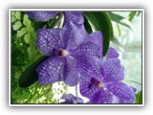 violet orchids