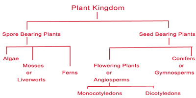 Plant information online | Plantinfo - Home